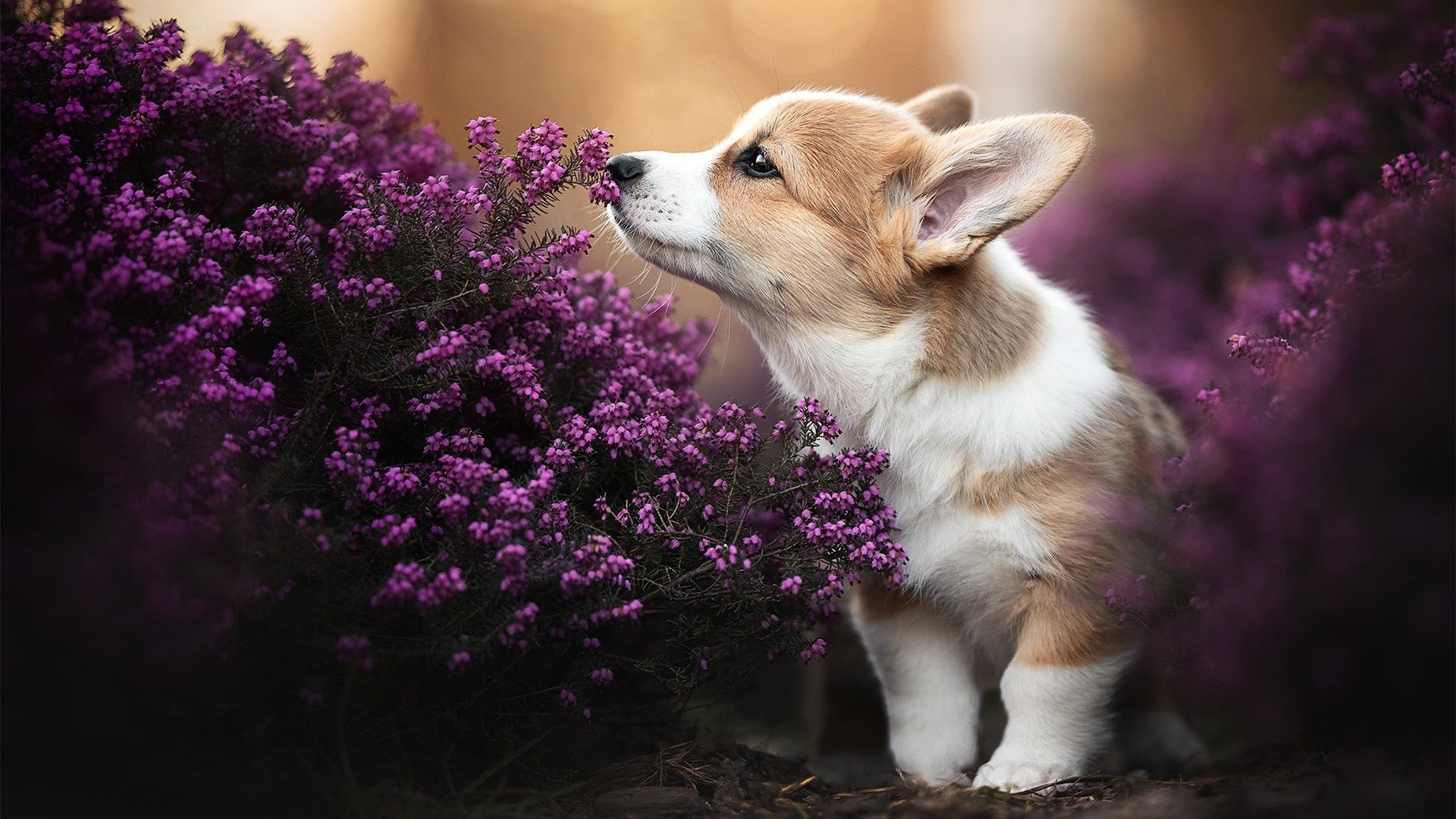 开云中国大陆-_地下暗道：隐藏场地中的神秘比赛_，地下暗室设计图