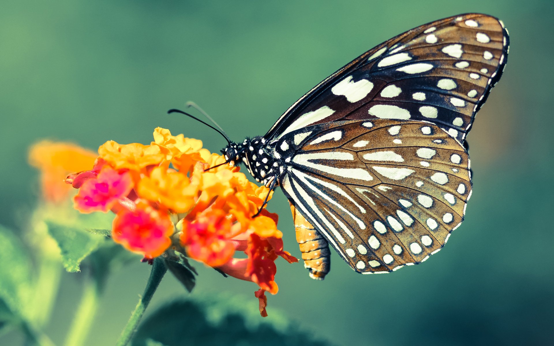 kaiyun开云·官方网站-_水上高速滑艇：水上速度的极致追求_，超高水上滑梯