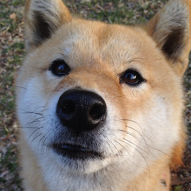 开云体育网页版入口-意甲赛季精彩不断，表现突出的球员颜值与实力兼备，意甲球队赛季排名