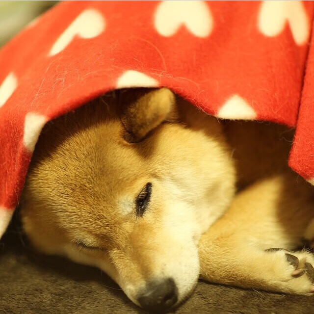 KAIYUNAPP-历史性滑雪赛事首次落地南半球，滑雪2021