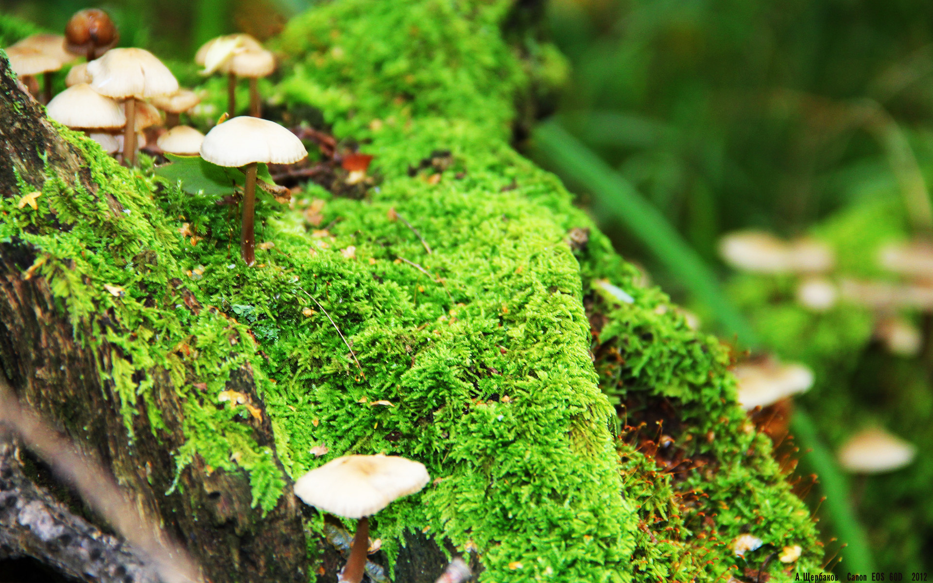 Kaiyun APP-巴黎圣日耳曼新援闪耀出色表现，球队雄心膨胀，巴黎圣日耳曼引进球员